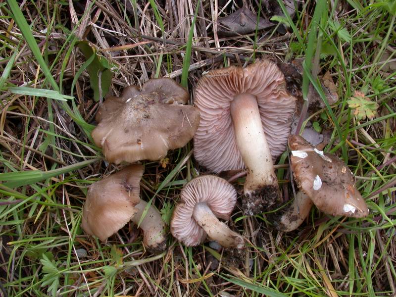 Mycoflora Toscana - Funghi  del tardo inverno e primaverili